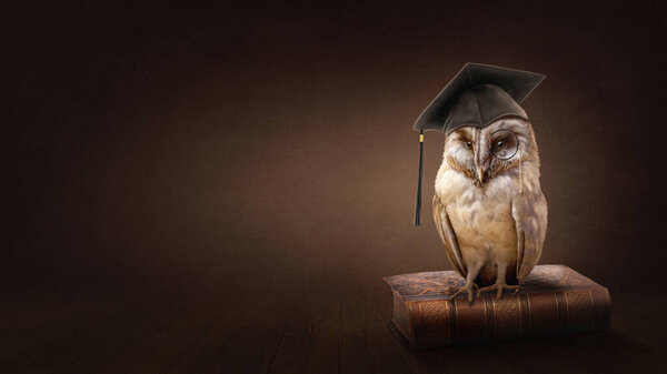 Wise Owl Brown Background Stock Photo