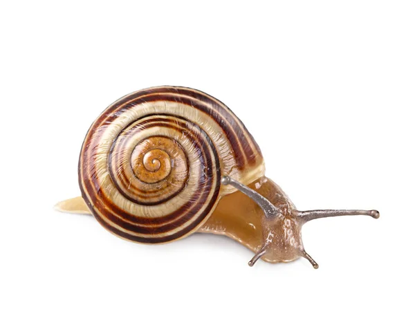 Garten Gebänderte Schnecke Isoliert Auf Weißem Hintergrund — Stockfoto