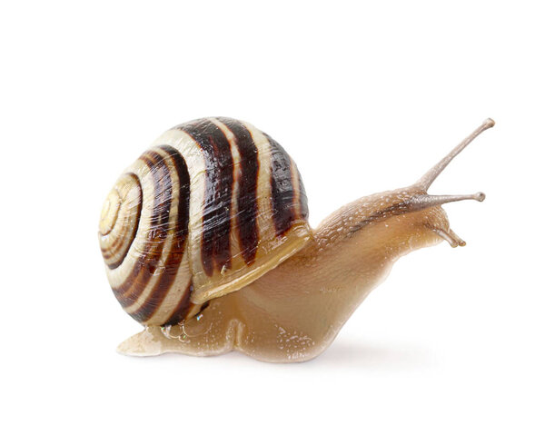 Garden Banded Snail Isolated White Background Stock Picture