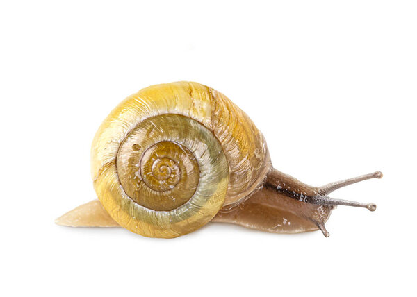 Garden Banded Snail Isolated White Background Royalty Free Stock Photos