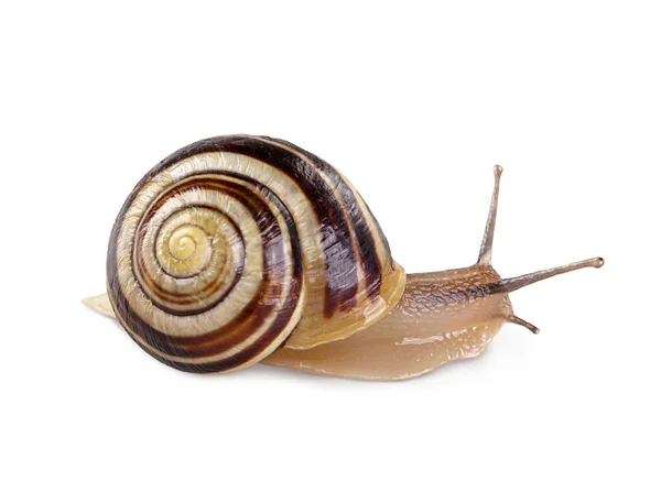 Garten Gebänderte Schnecke Isoliert Auf Weißem Hintergrund — Stockfoto