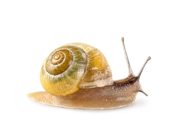 Garten Gebänderte Schnecke Isoliert Auf Weißem Hintergrund — Stockfoto