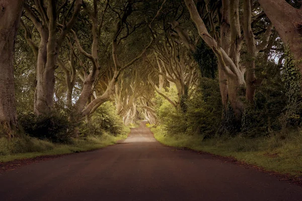 Die Dunklen Hecken Nordirland Landkreis Antrim — Stockfoto