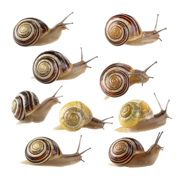 Collection Snails Isolated White Background — Fotografia de Stock