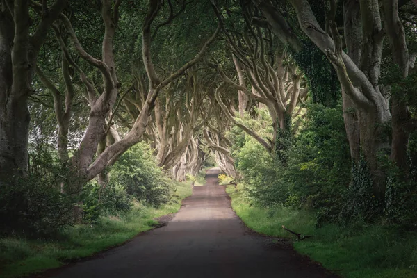 Темні Руки Північна Ірландія Графство Антрім — стокове фото