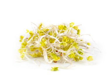 Beyaz arkaplanda turp filizleri