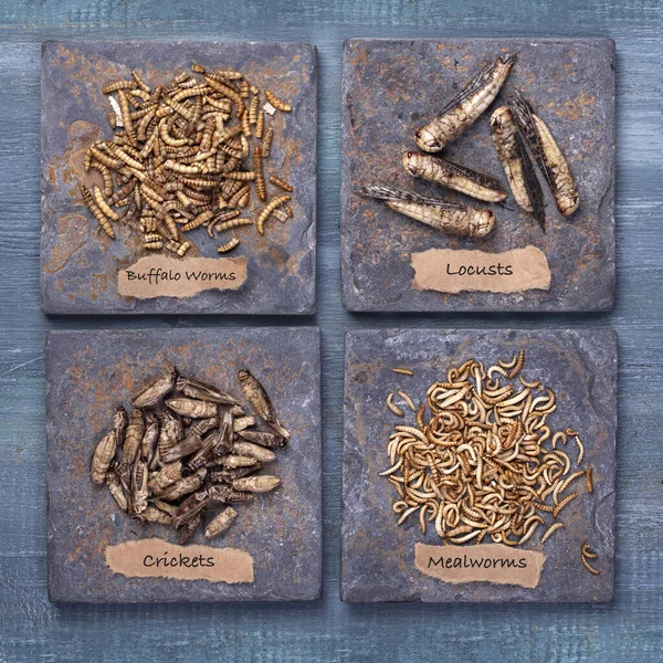Dried edible insects on wooden background