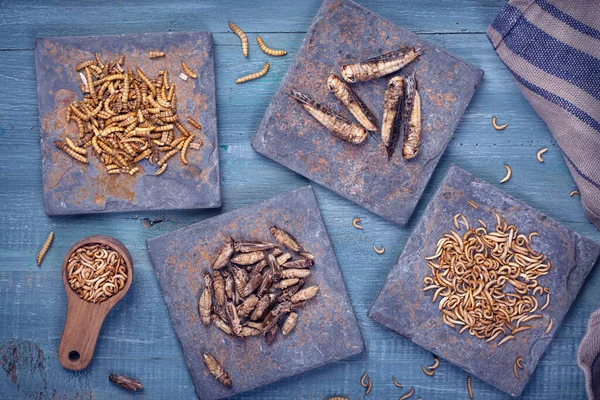 Dried edible insects on wooden background