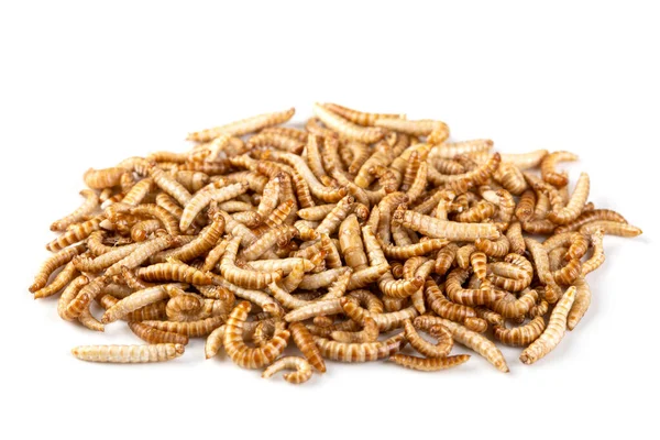 Getrocknete Essbare Mehlwürmer Isoliert Auf Weißem Hintergrund — Stockfoto