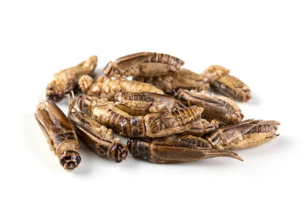 Edible Crickets Isolated White Background — Stock Photo, Image