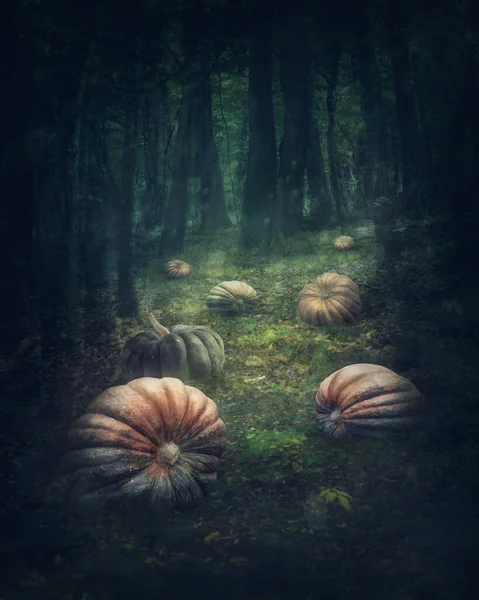 カボチャと暗い謎の森 — ストック写真