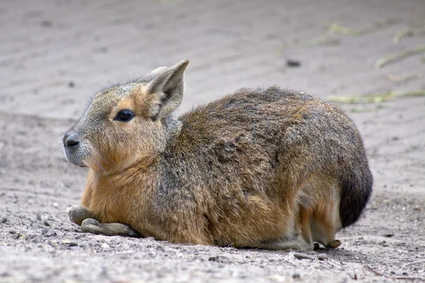 Patagonische Cavy