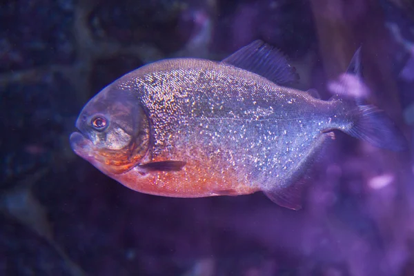 Colorful Piranha — Stock Photo, Image