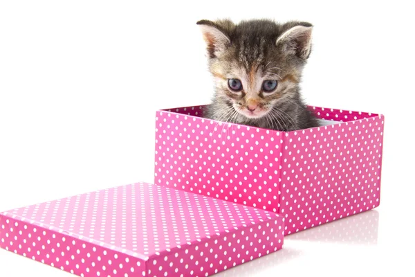 Kitten present — Stock Photo, Image