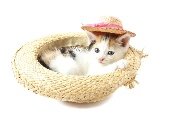 Pequeño gatito colorido — Foto de Stock