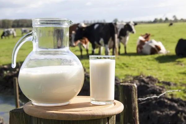 Nederlandse melk Stockfoto