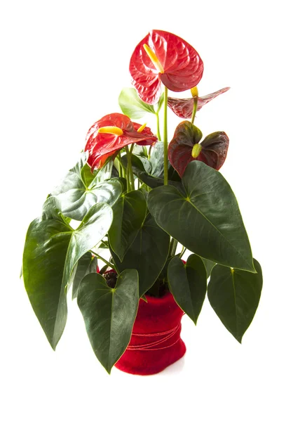 Röd anthurium — Stockfoto