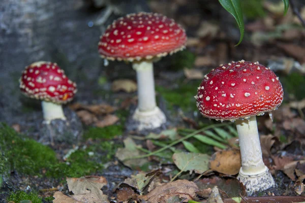 红色白色斑点的蘑菇 — 图库照片