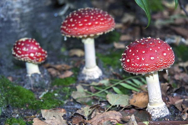 Champiñón rojo manchado blanco — Foto de Stock