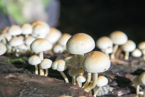 Lots of mushrooms — Stock Photo, Image