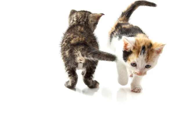 Adorable kittens — Stock Photo, Image