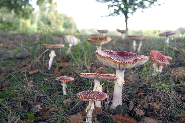 Röd vit fläckig svamp — Stockfoto