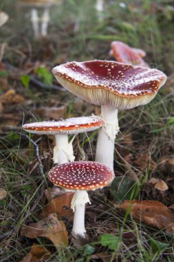 güzel amanita