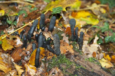 Xylaria longipe