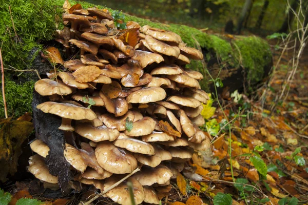 Groupe champignons bruns — Photo