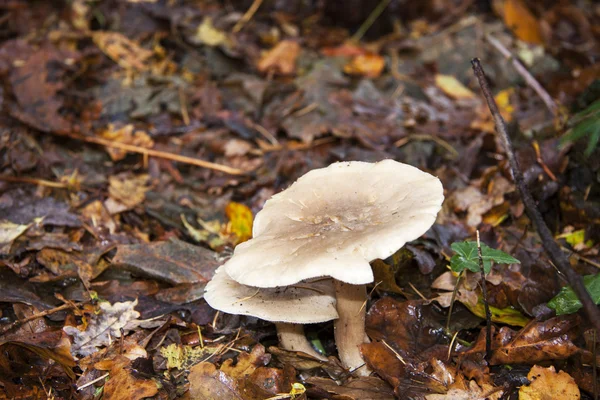 Två svampar — Stockfoto