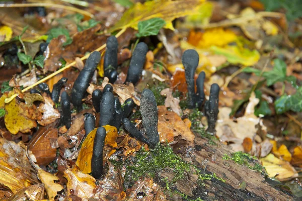 Xylaria longipe — Stok fotoğraf