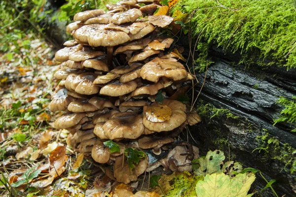 Groupe champignons bruns — Photo