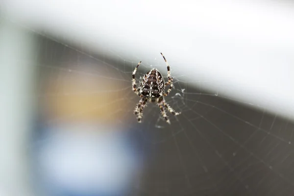 Araña cruzada espeluznante —  Fotos de Stock