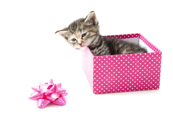 Kedi yavrusu hediye — Stok fotoğraf