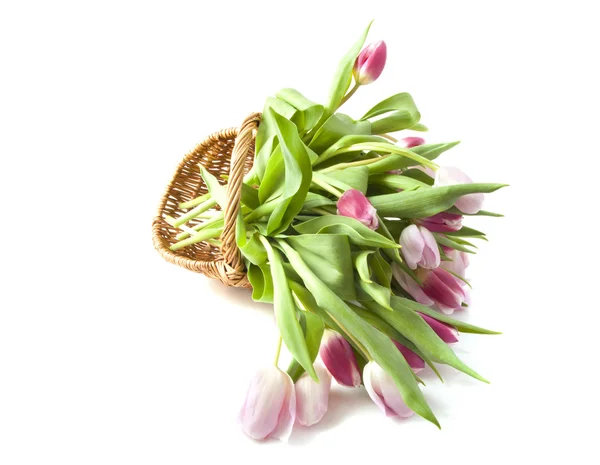 Tulpen aus Amsterdam — Stockfoto