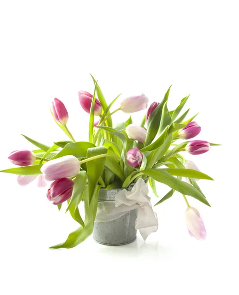 Pink tulips from Amsterdam — Stock Photo, Image