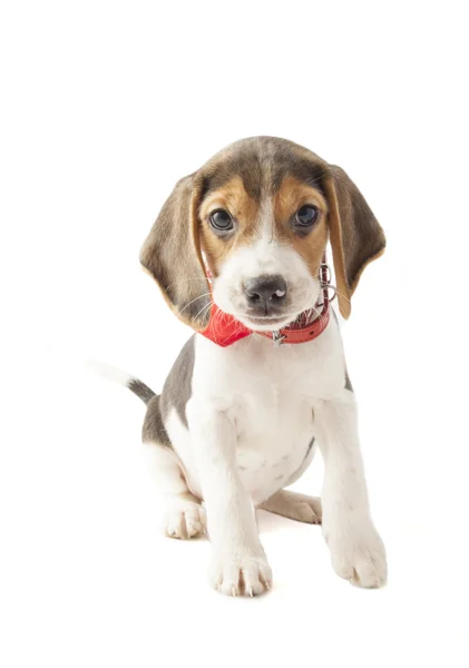 Jazz beagle — Stockfoto