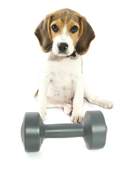 Entrenamiento personal beagle — Foto de Stock