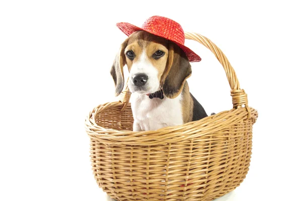 Diversão Beagle — Fotografia de Stock