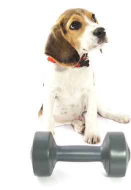 köpek eğitimi
