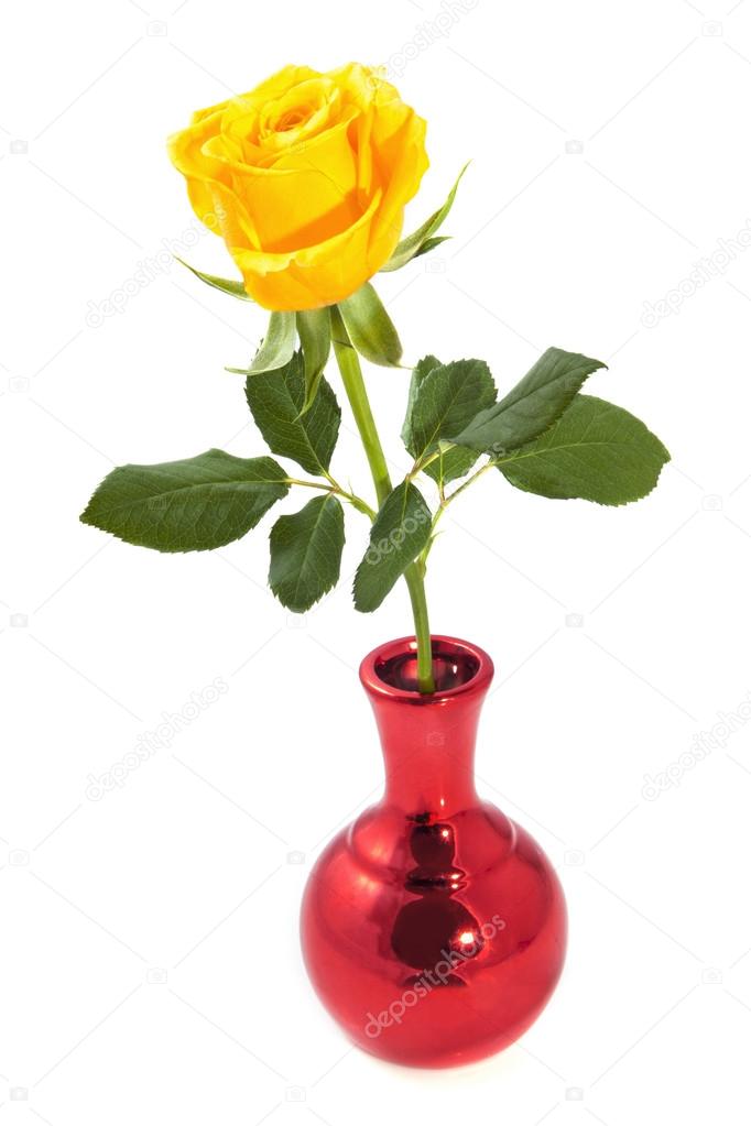 Single Yellow Rose Stock Photo C Digifun 24377667