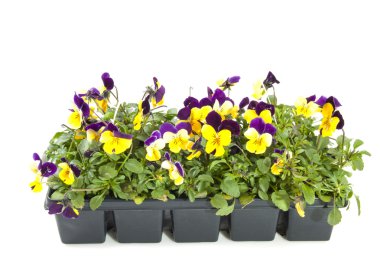Violets in bloom clipart