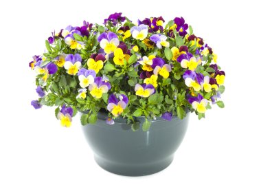 Beautiful violets clipart