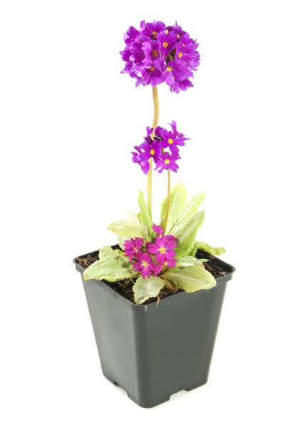 Primula rosa púrpura — Foto de Stock