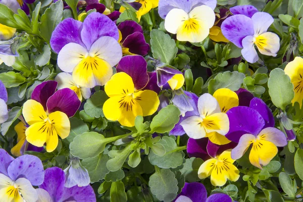 아름 다운 제비 꽃 — 스톡 사진