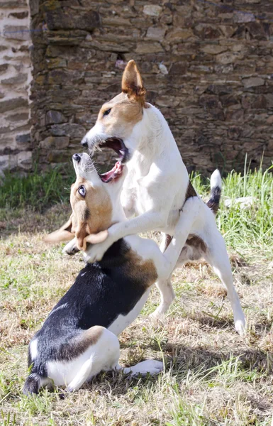 Beagle gegen Jack Russel — Stockfoto