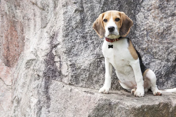 Lost beagle — Stock Photo, Image