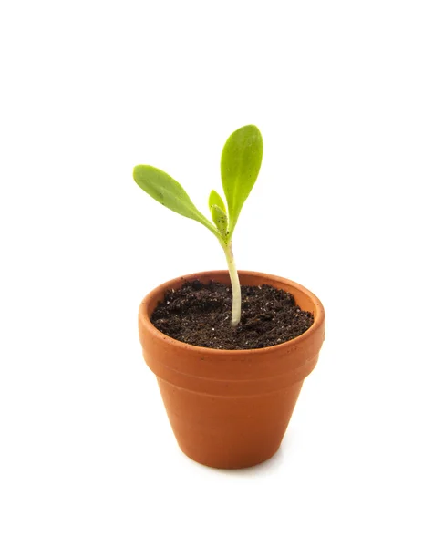 Groeiende plant — Stockfoto