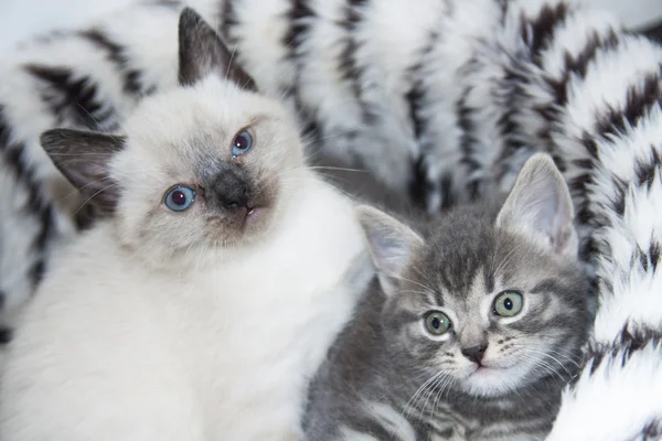 Adorable kittens — Stock Photo, Image