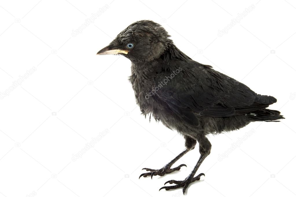 young crow
